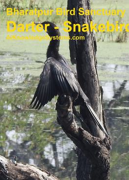 Darter - Snakebird (12) Coming Soon